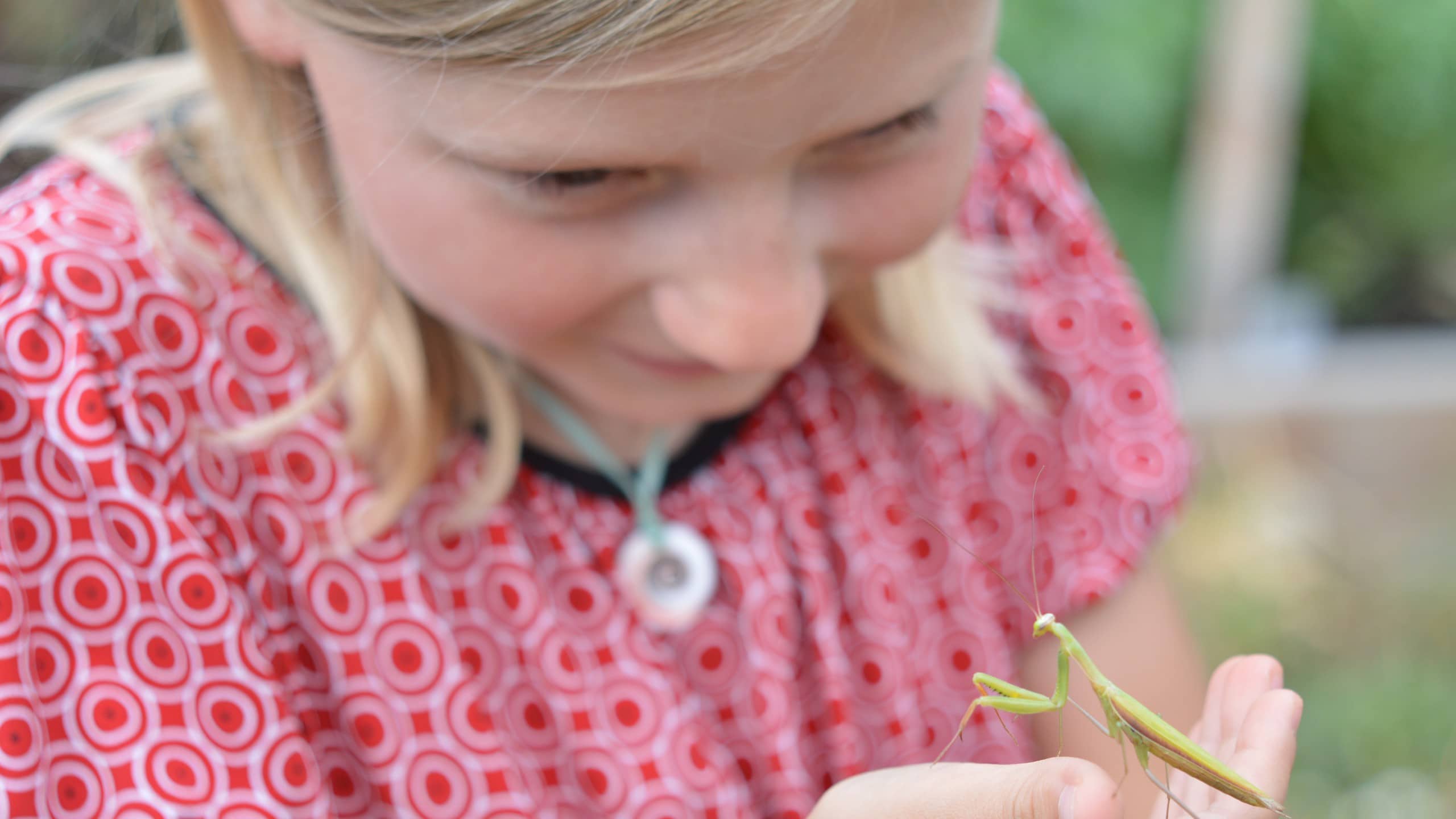 Why we homeschool