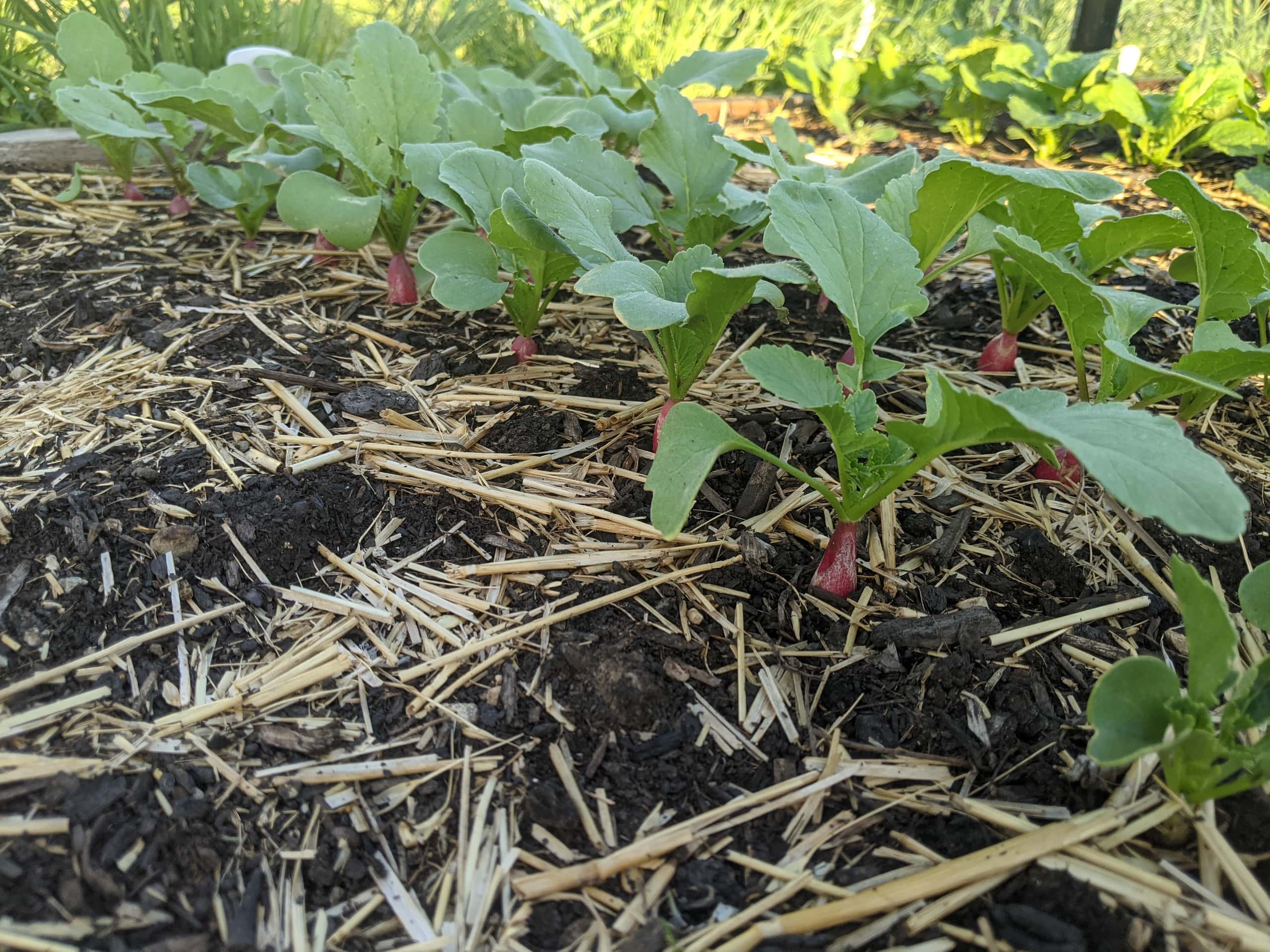 Learning to SQFT garden