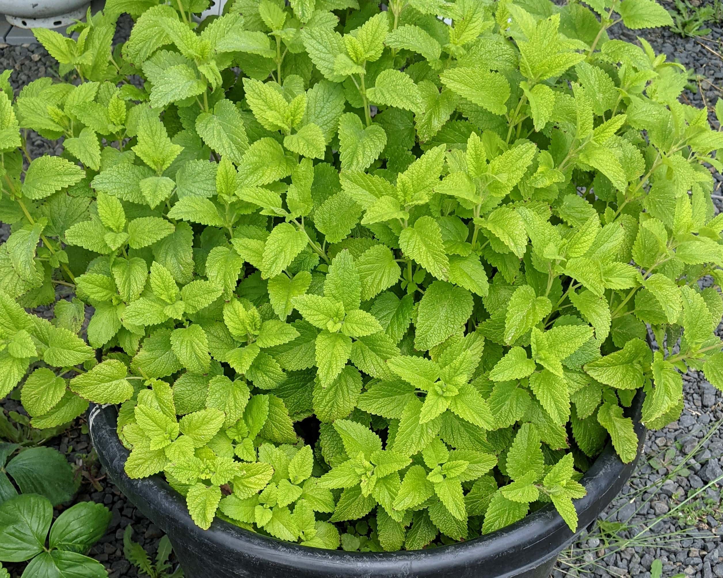 Our journey into natural medicine - Lemon Balm