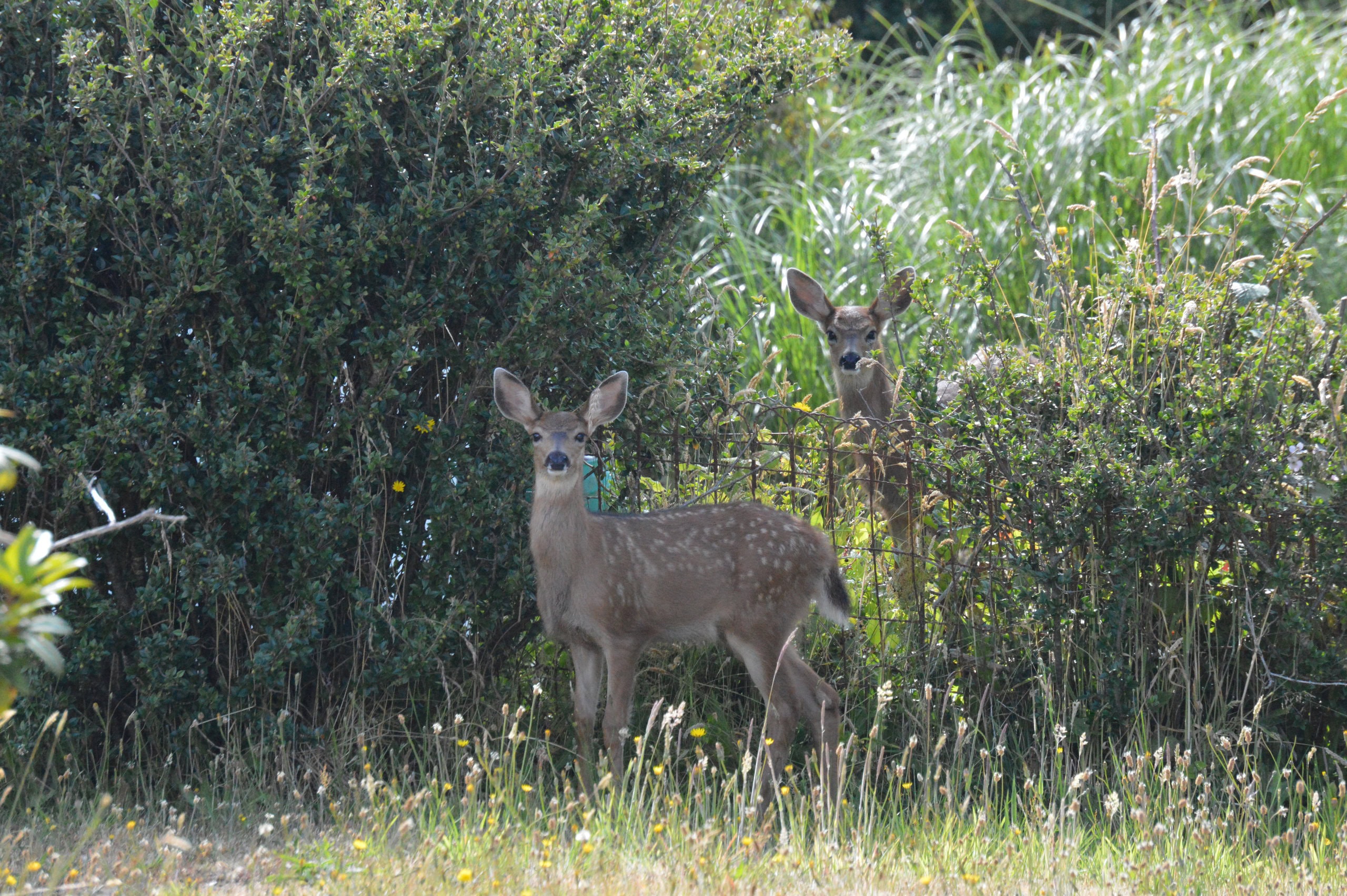 Is homesteading for your family?