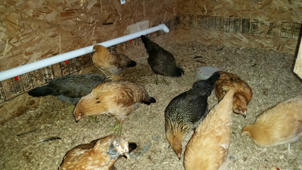 Raising animals is messy