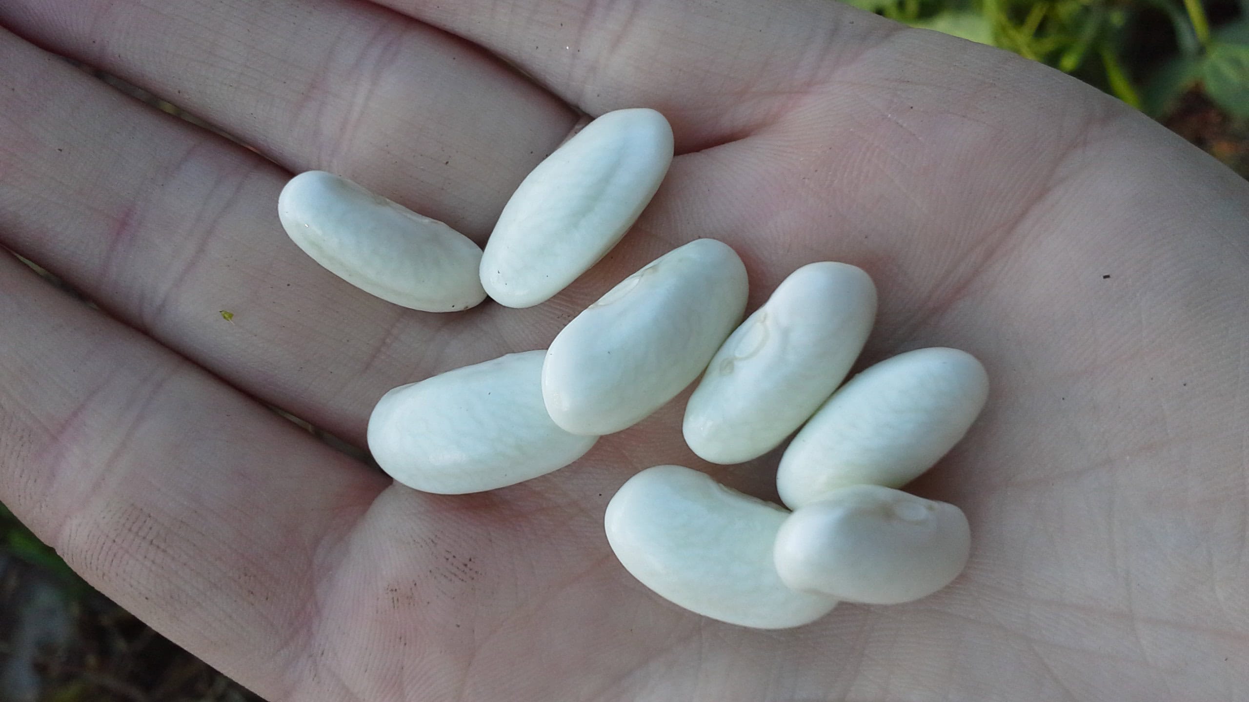 Collecting seeds at the end of summer