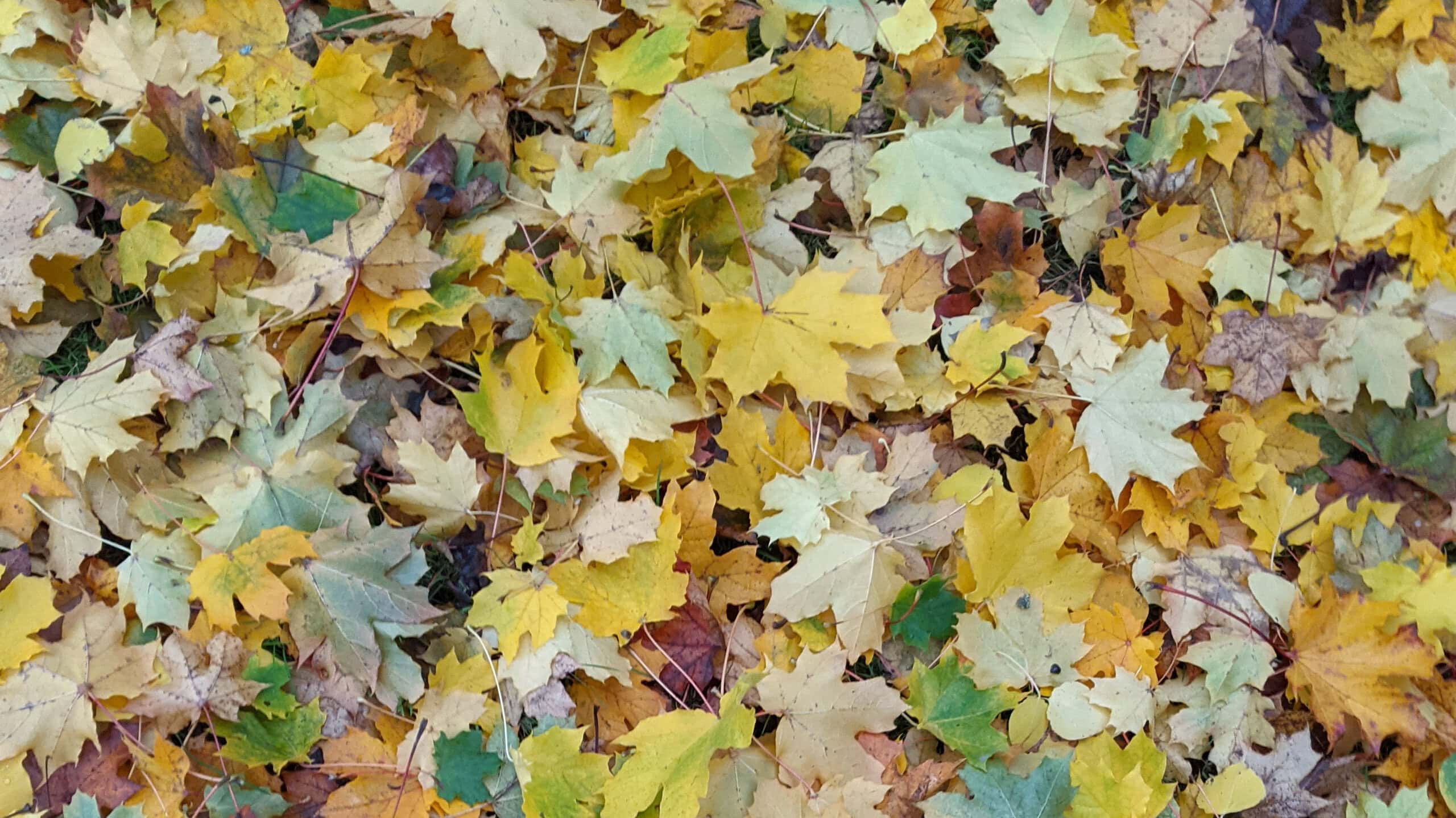 Celebrating the beauty of fall