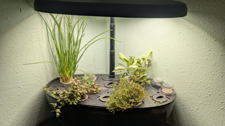 Hydroponic garden in living room