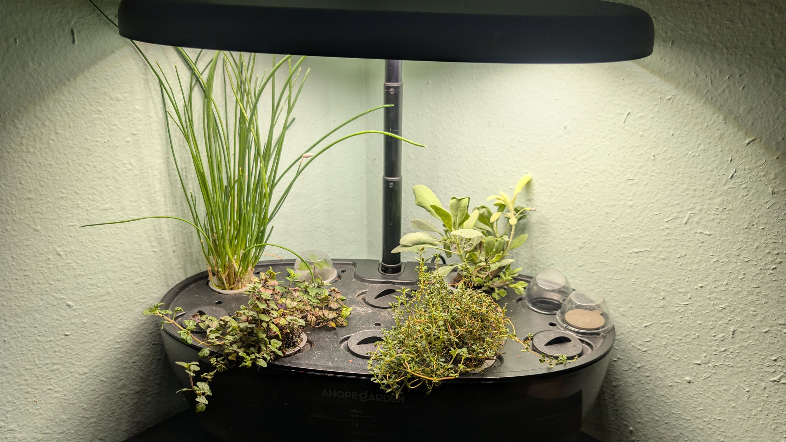 Hydroponic garden in living room