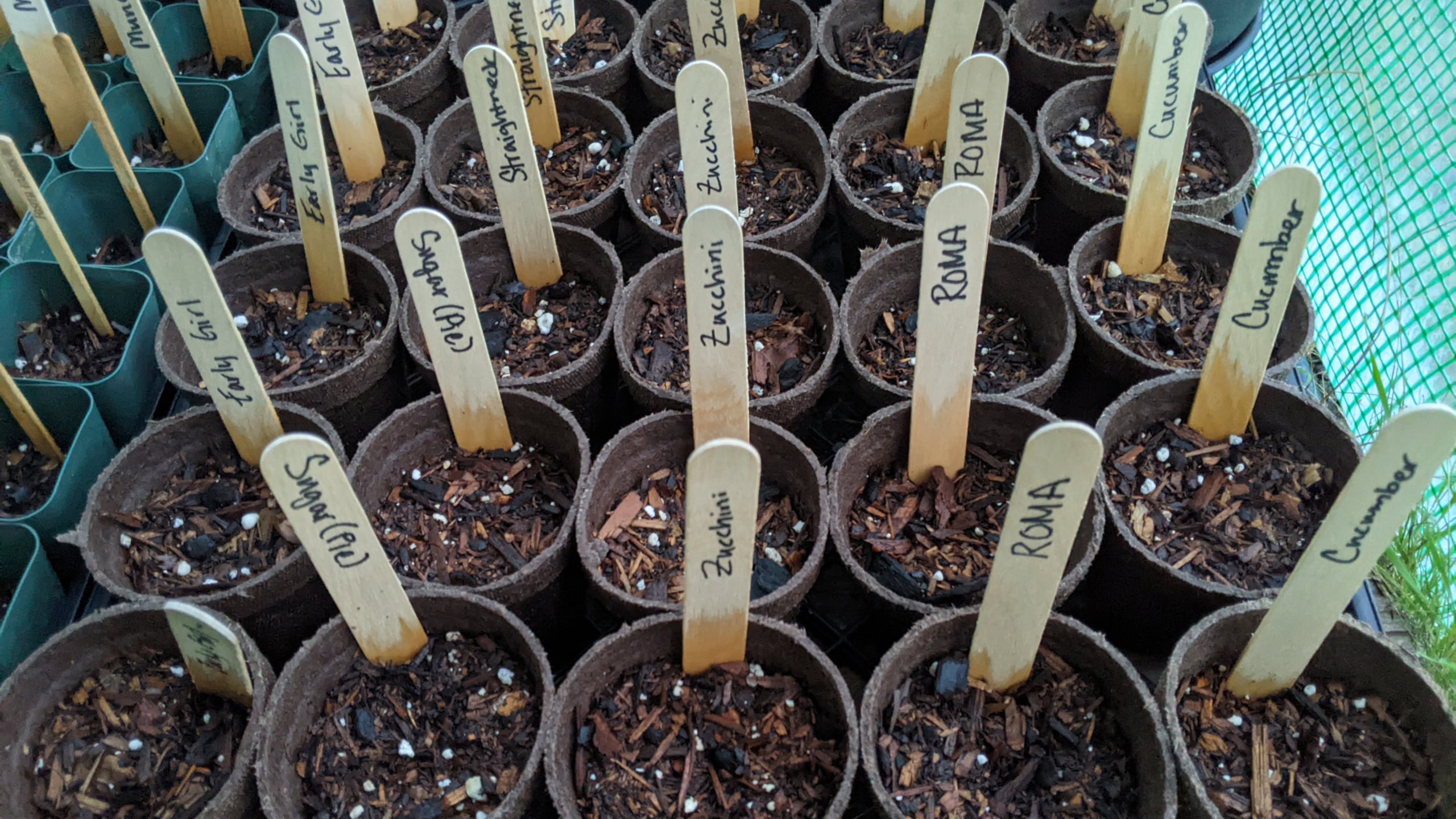 Seedlings in a small greenhouse