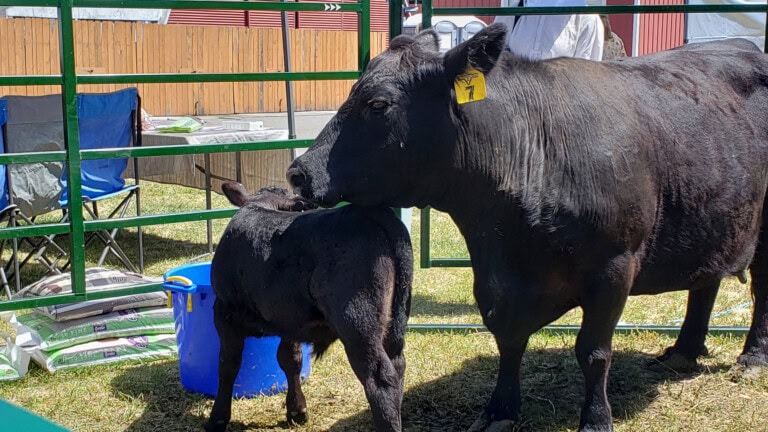 Black cow & calf in round pen at the Modern Homestead Conference