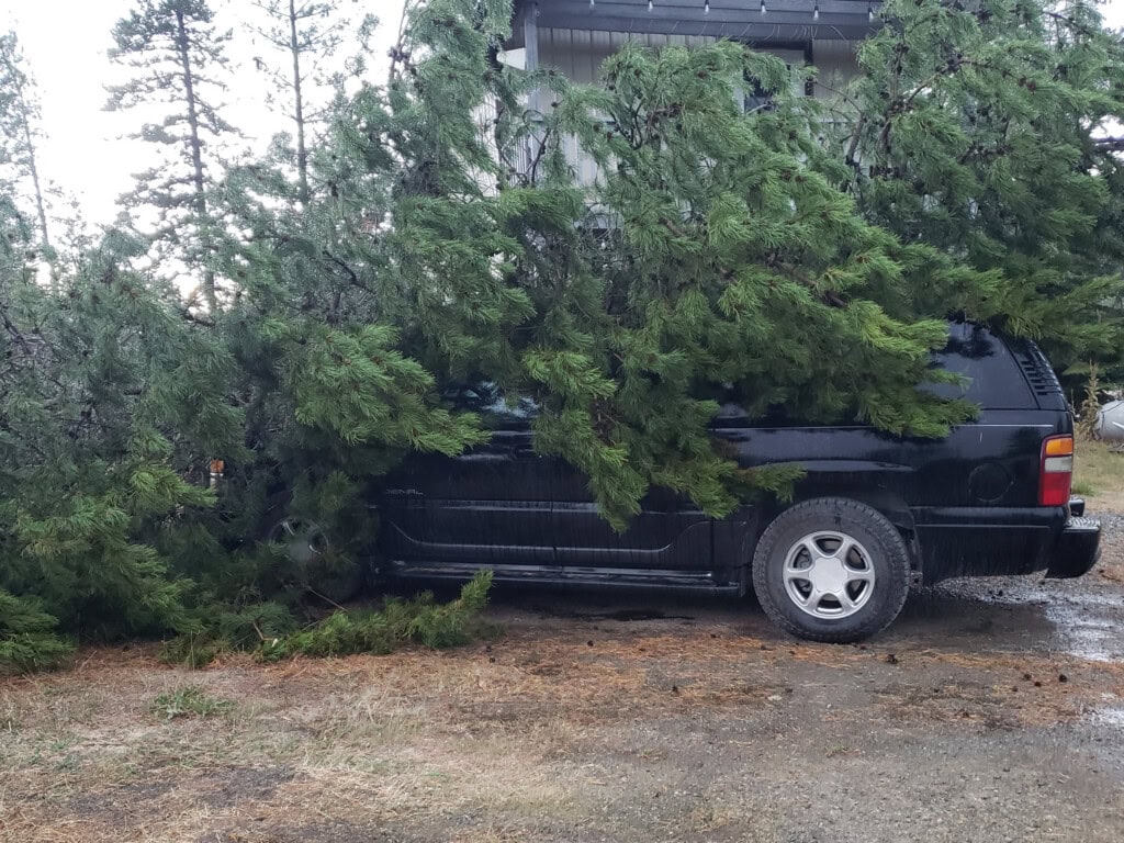 Tree fallen over vehicle after a storm