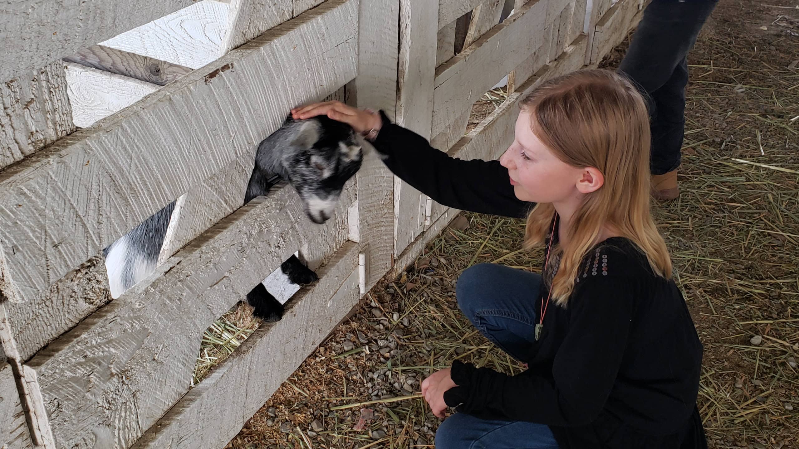 Young girl with goat in barn