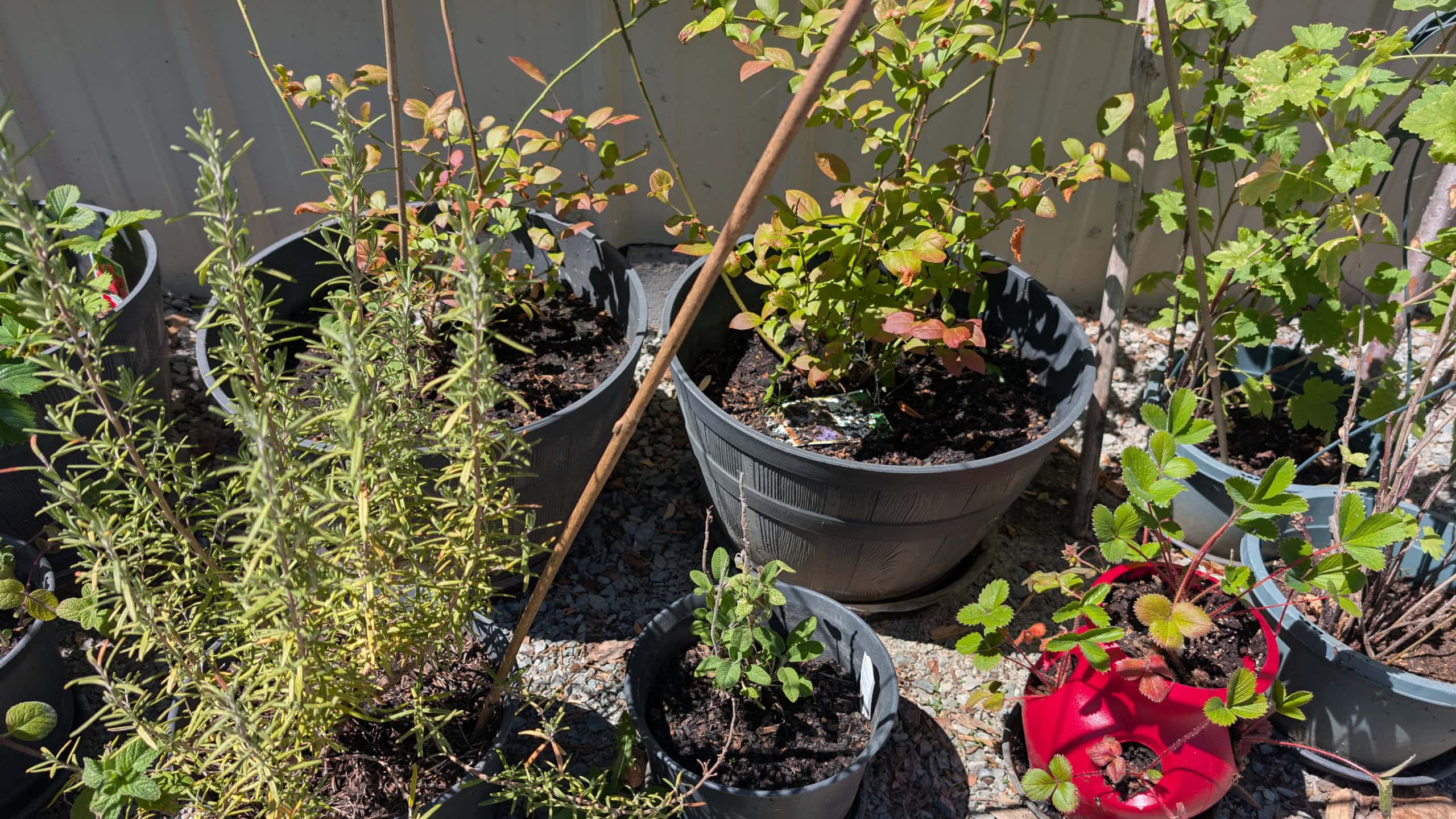 Various garden plants growing in pots and buckets