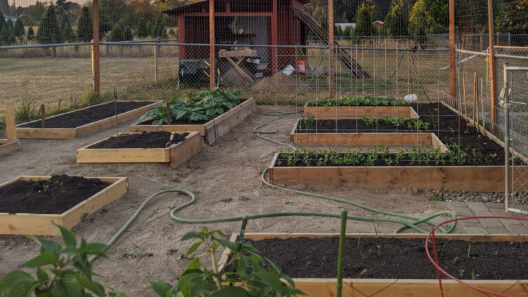 Late summer garden, empty beds and new plants