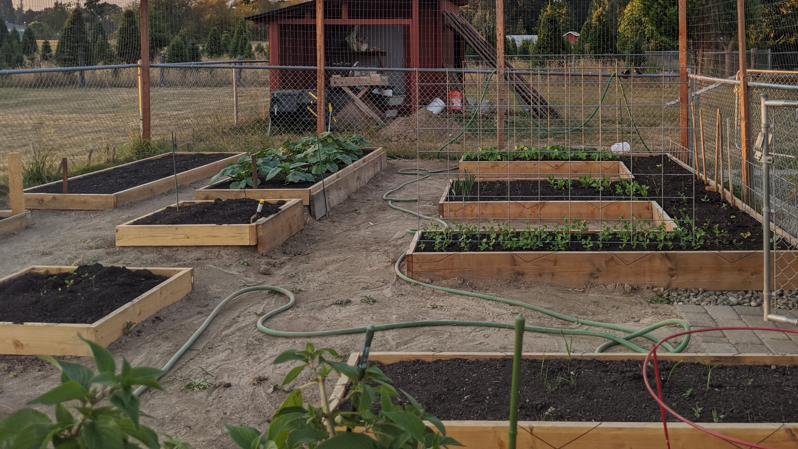 Late summer garden, empty beds and new plants