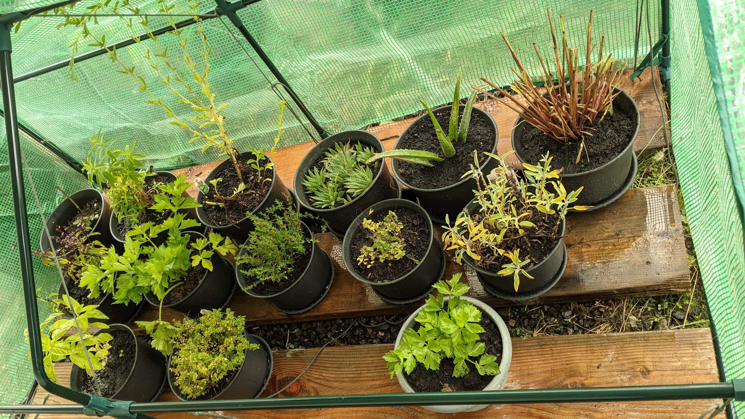 Plants in pots inside a small greenhouse